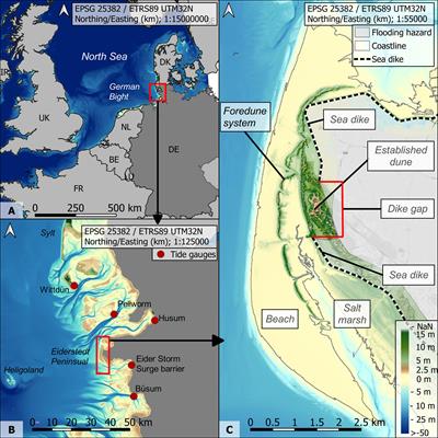 Foredune growth and storm surge protection potential at the Eiderstedt Peninsula, Germany